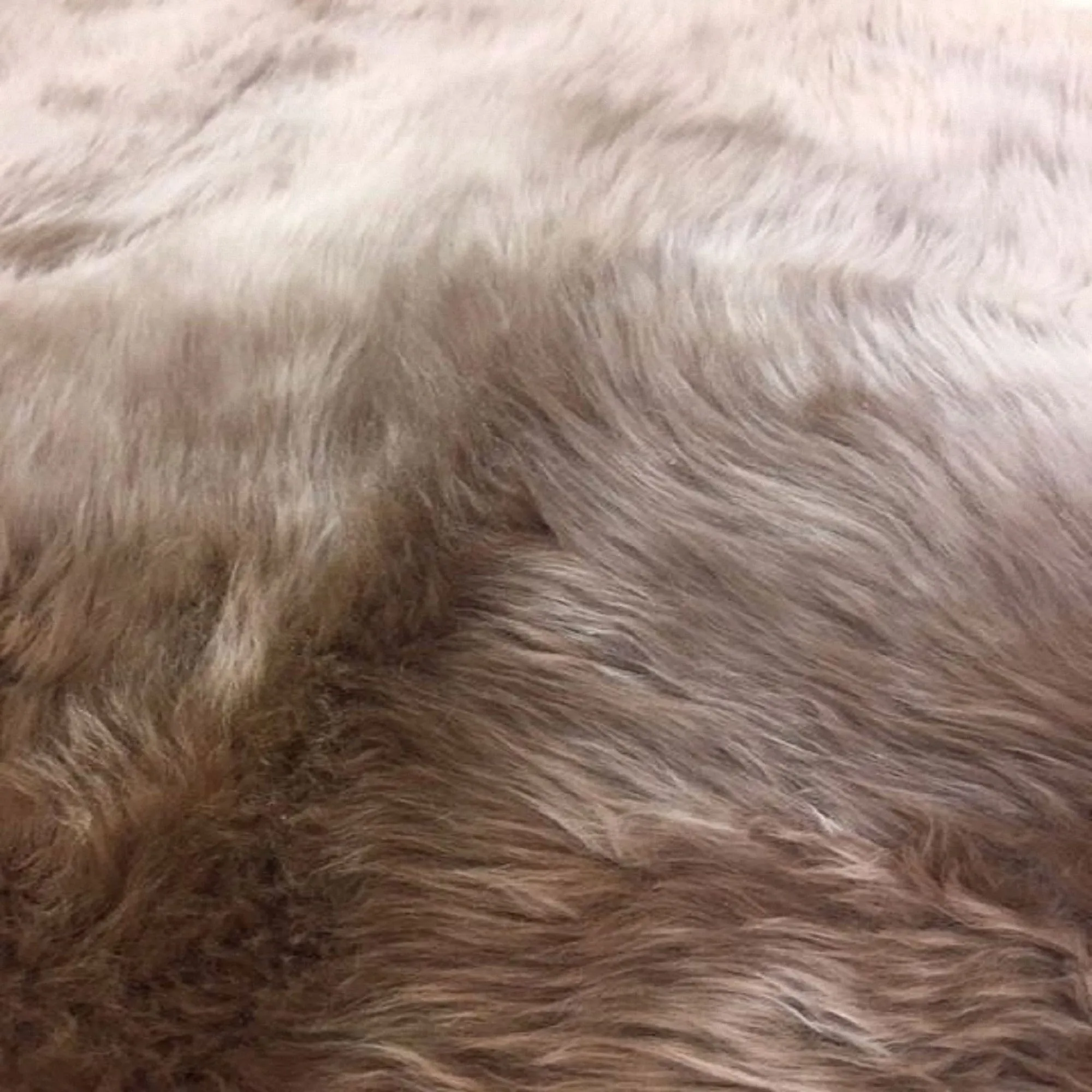 Dynasty Natural 3-Pelt Luxury Long Wool Sheepskin Shag Rug